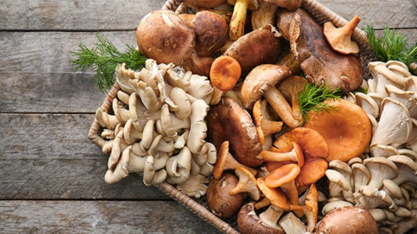 Польза грибов для человека